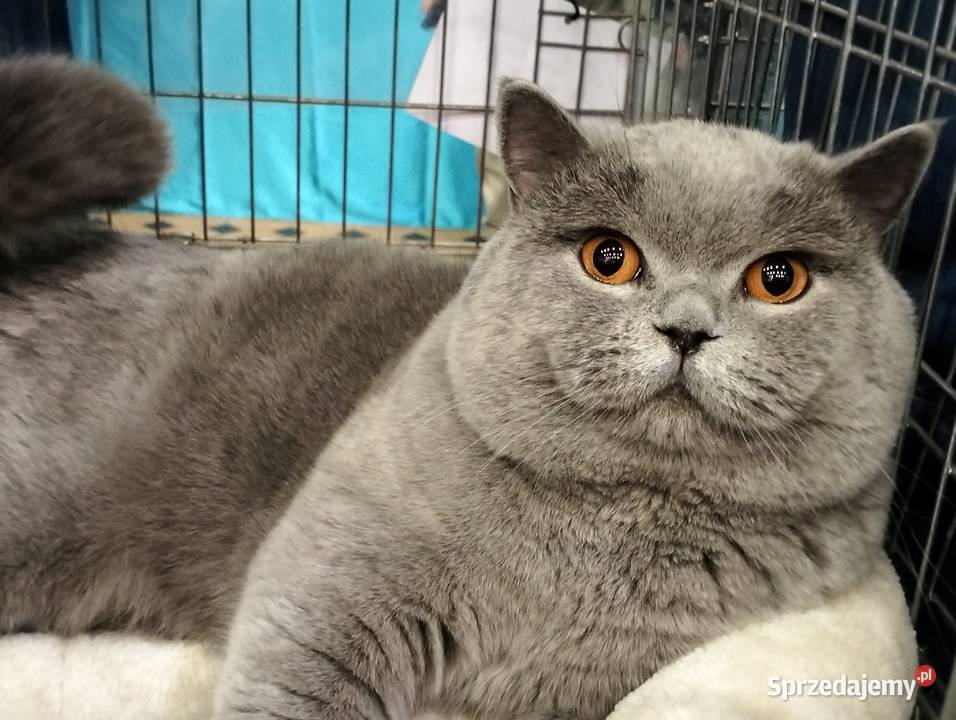 Kochany Waldi już do odbioru Rodowód Brytyjski