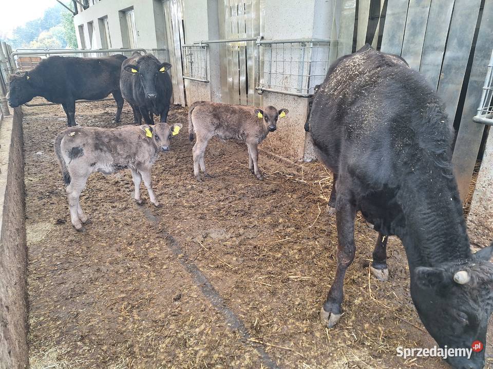 Sprzedaż żywego bydła Wagyu do hodowli i na śląskie Zwardoń