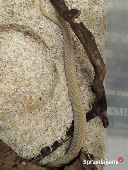 Heterodon zachodni Heterodon nasicus Kraków