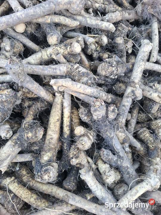 Chrzan łódzkie Tądle