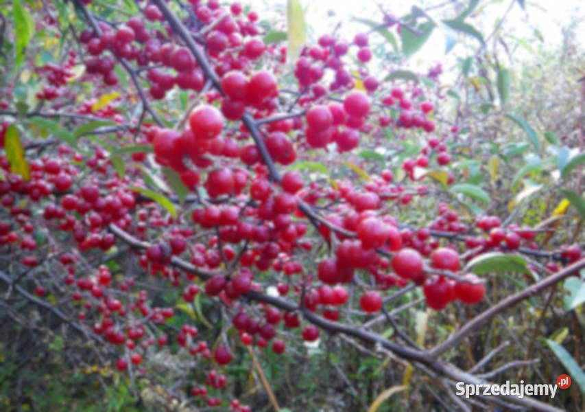 OLIWNIK BALDASZKOWY Eleagnus umbellata NASIONA sprzedam
