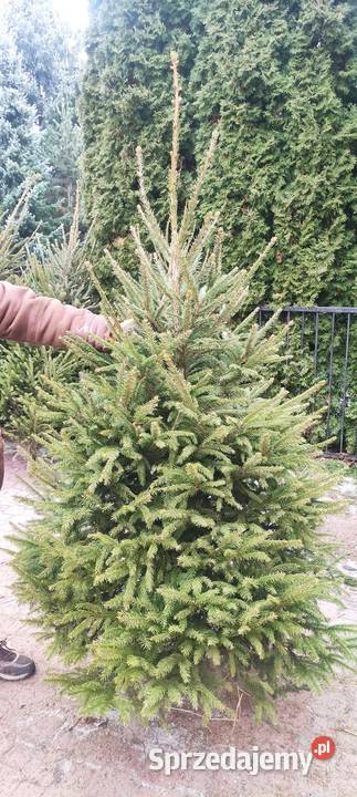 Choinki świąteczne świerk jodła kaukaska Łapy sprzedam