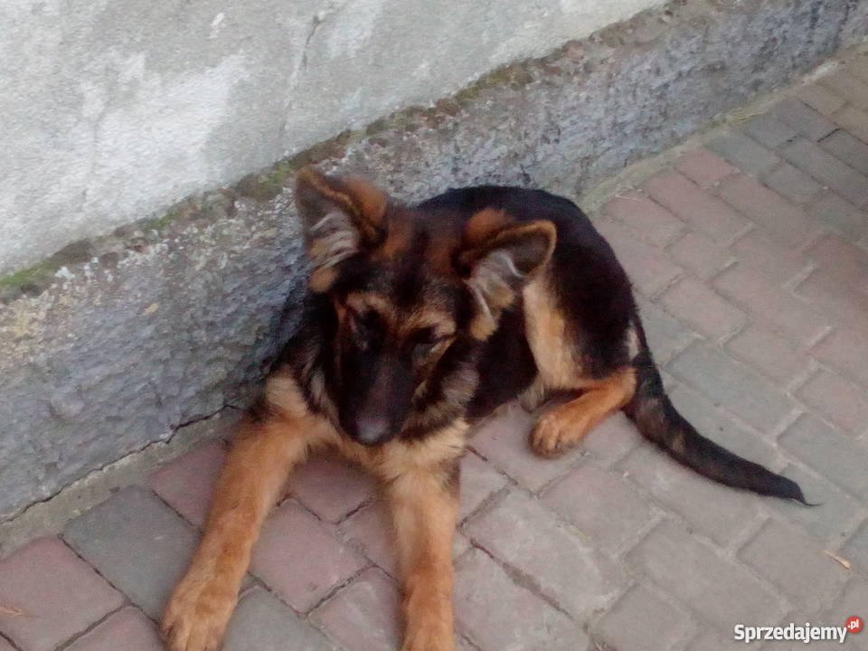 Szczeniak 16 tygodniowy owczarek niemiecki kujawsko-pomorskie Bydgoszcz sprzedam