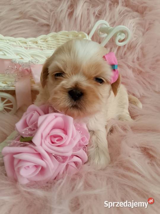 Suczka rasy ShihTzu Kluczbork