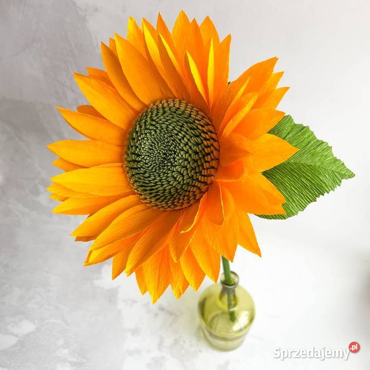 Słonecznik rozmiar L Zielona Góra sprzedam
