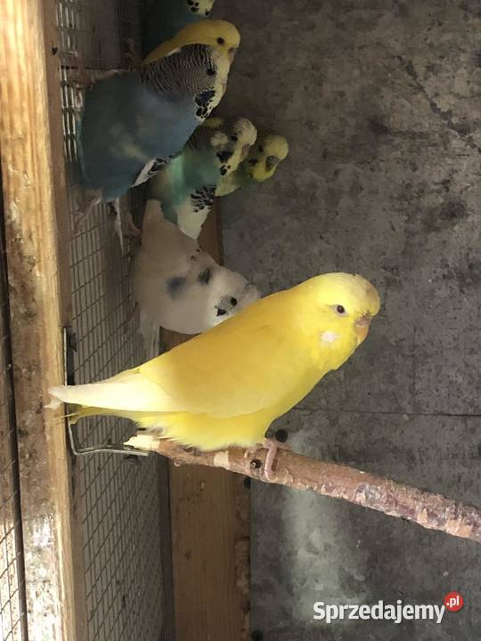 Papugi Faliste wielkopolskie Poznań