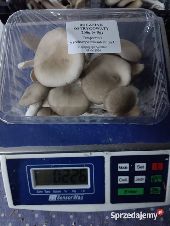 Boczniaki Wielichowo