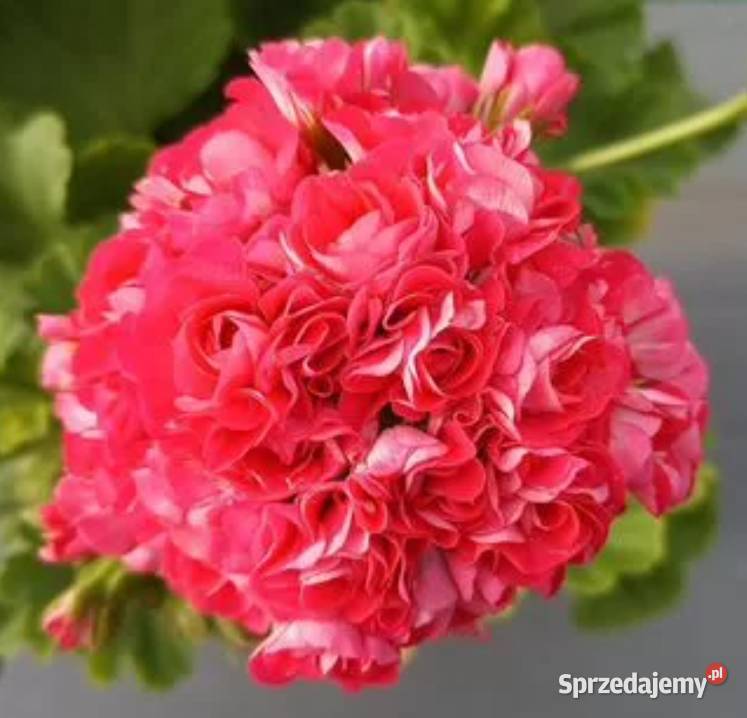 Sadzonki pelargonii kolekcjonerskie Koszalin