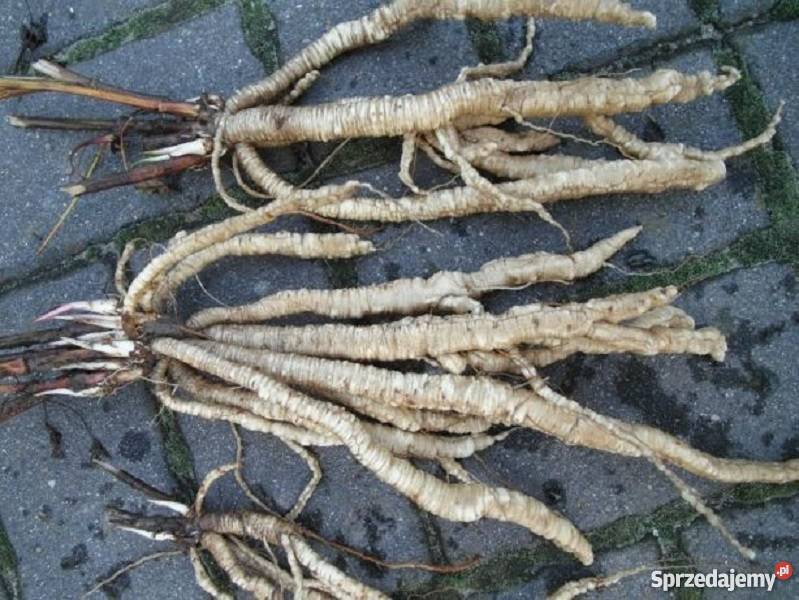 Marek kucmerka nasiona wielkopolskie Gostyń sprzedam