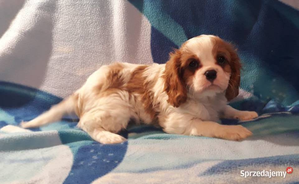 cavalier king charles spaniel samiec tricolor podkarpackie Rzeszów