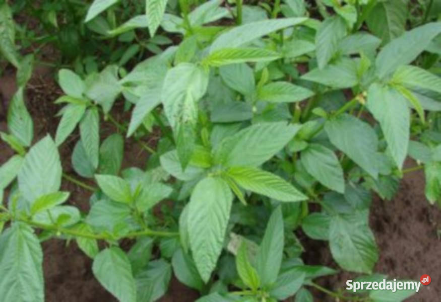 JUTA KOLOROWA Corchorus olitorius NASIONA 15000 Lubanie
