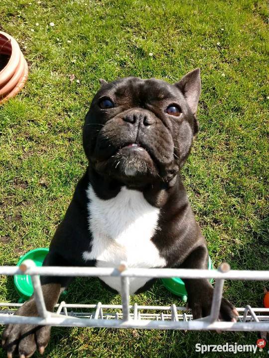 Buldogi francuskie rodowodowe oddam w ręce Czapury