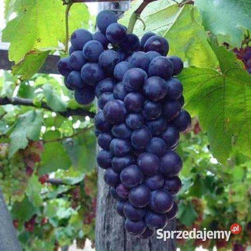 Zestaw 25 sztuk Marchal Foch na czerwone wino Łazy Brzyńskie