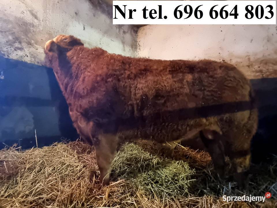 SPRZEDAM byki rasy Limousine Ustrzesz
