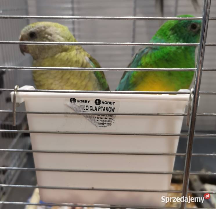 papuga świergotka Łódź