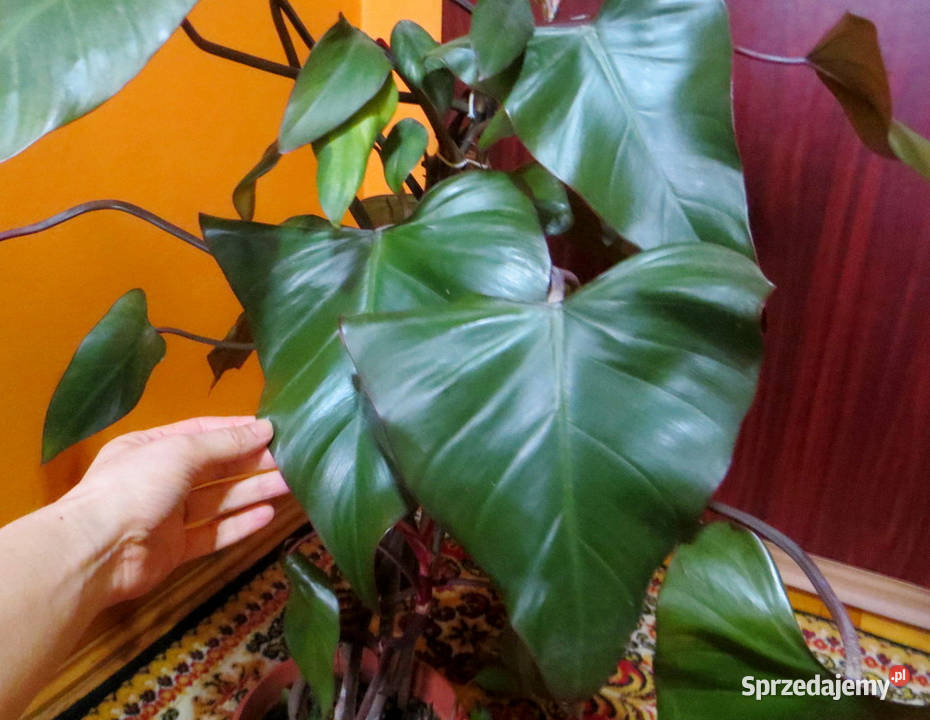 Philodendron King of Spades dorosły bordowy Wyposażenie wnętrz Kraków