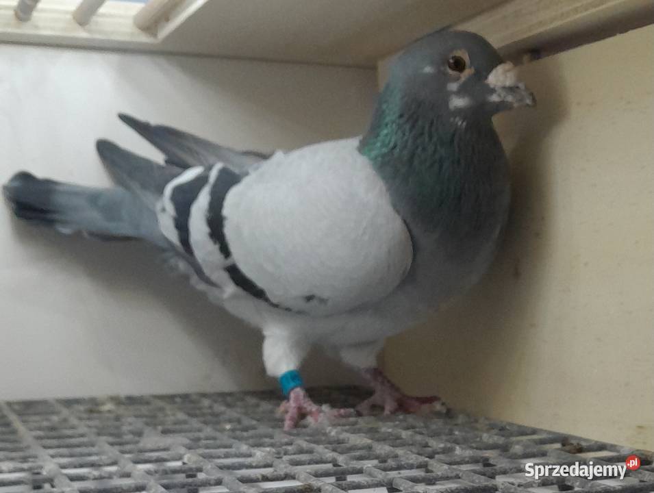 Samiec z rozpłodu Fienieke 5000 Wadowice