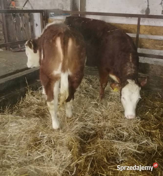 Sprzedam Jałówki Mięsne OdsadkiCielęta sprzedam