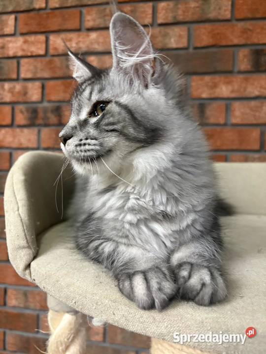 Maine Coon Kotka Mia kujawsko-pomorskie Szembruk