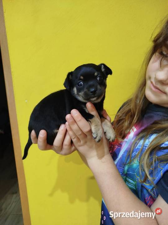 Śliczna suczka Chihuahua szuka kochającego domu