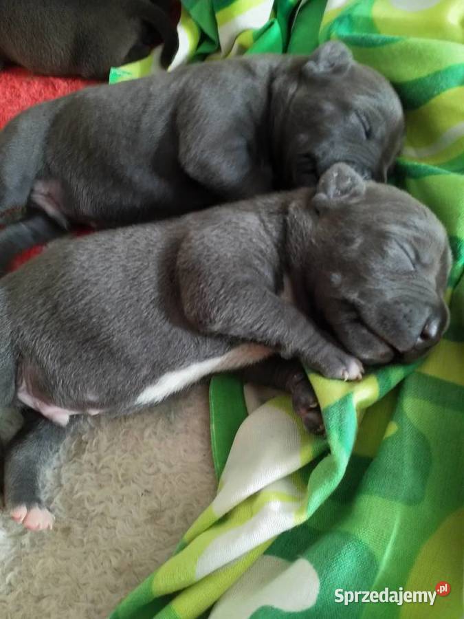 Piękne szczenięta Amstaff Blue