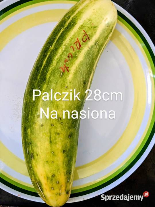 Ogórek partenokarpiczny pod osłony bez zapylania Kraków
