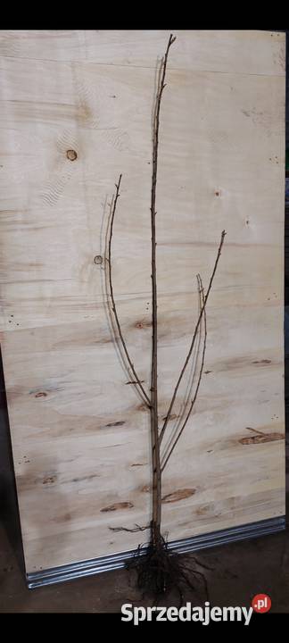 WIŚNIE JAPOŃSKIE KANZAN ROYAL BURGUNDY KIKU sprzedam