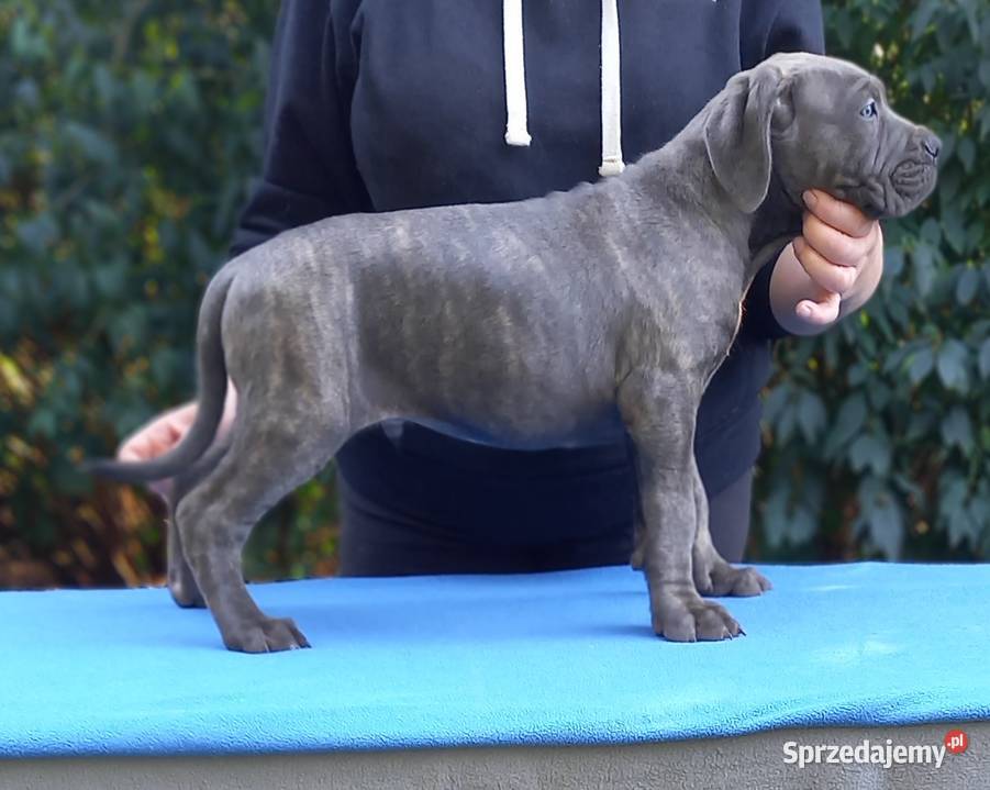 Cane Corso Ksin Fargo Fci Cane Corso