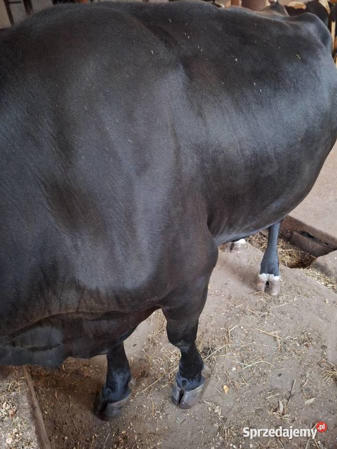 Sprzedam krowę mleczną Myszyniec