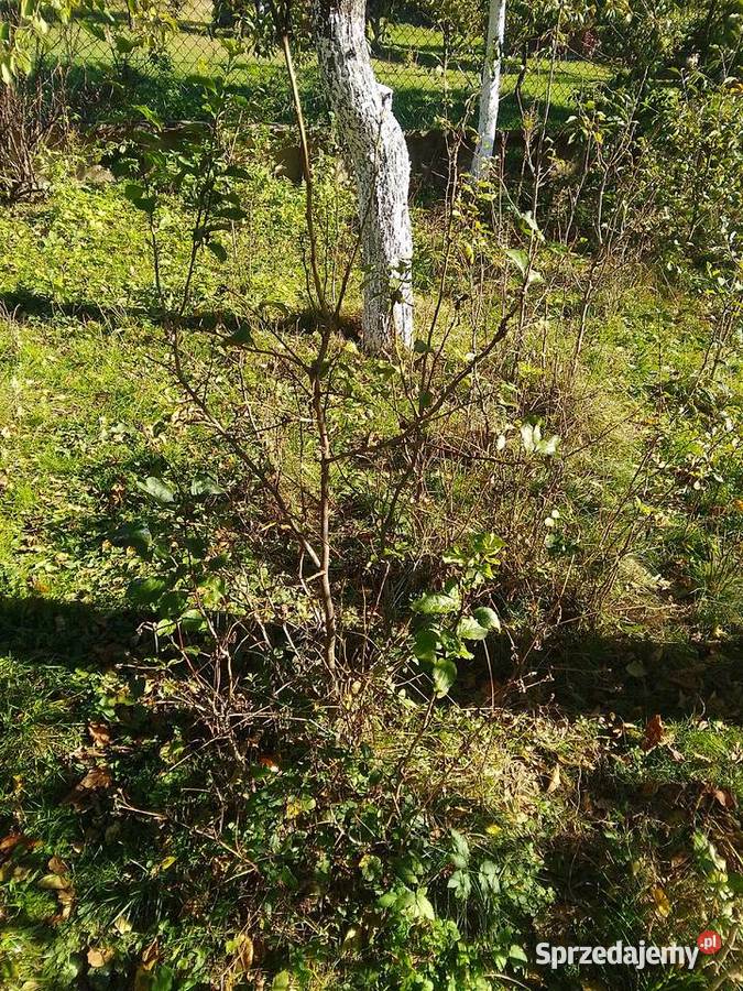 Sadzonki śliwy węgierki śliwy okrągłej czereśni Owocowe Huta Podłysica