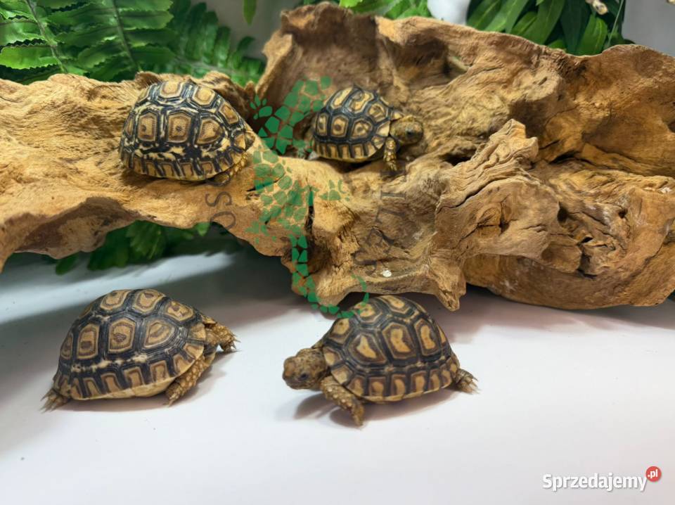 Żółw lamparci Żółwie lamparcie Olsztyn warmińsko-mazurskie sprzedam