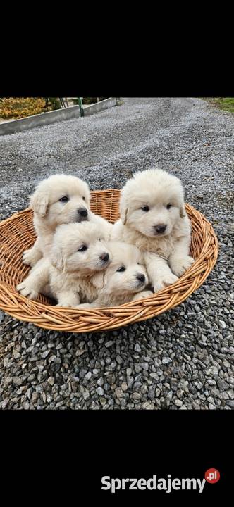 Polski Owczarek Podhalanski szczeniaki sprzedam