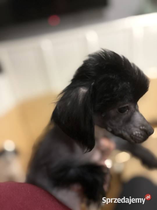 Grzywacz chiński xolo łysy łysy nagi opolskie Brzeg