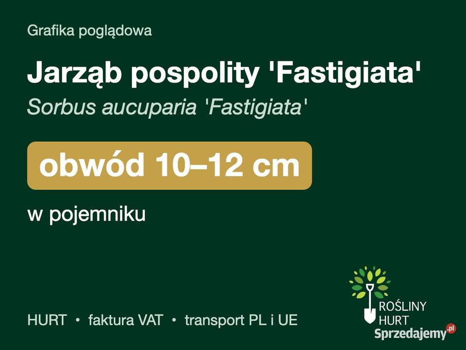 Jarząb pospolity Fastigiata obwód 1012 w