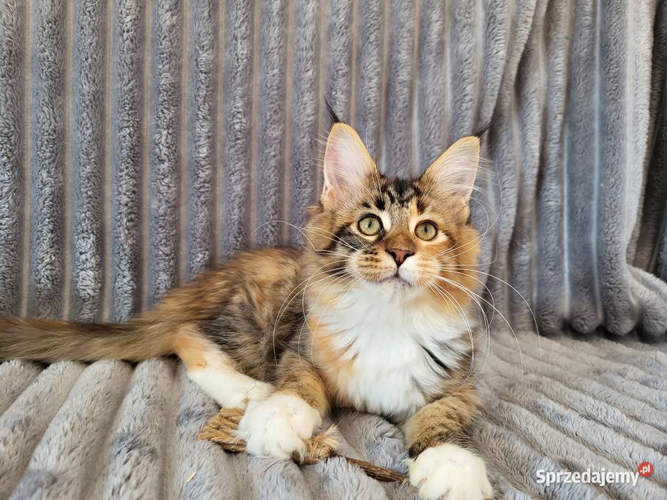 Maine Coon duże linie hodowla FPL