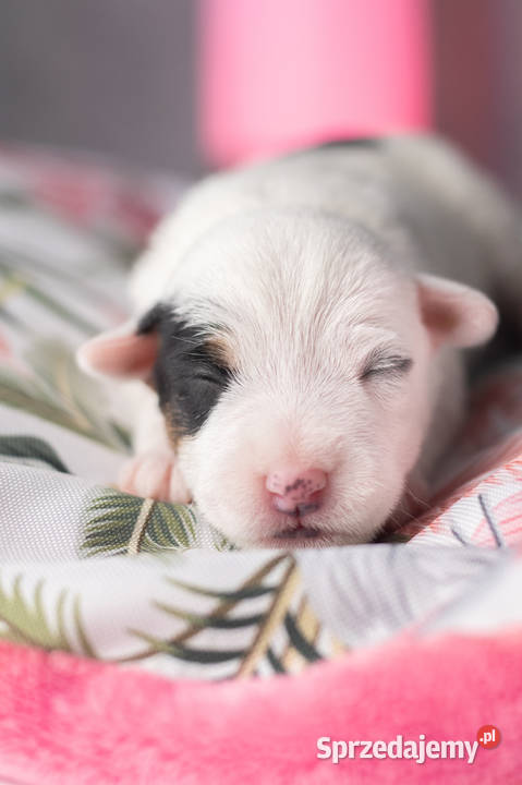 Szczenięta Parson Russell Terrier Warszawa