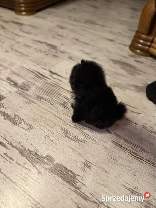Szpic pomeranian boy Poniszowice sprzedam