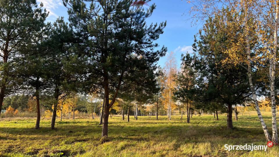 Działka budowlana 5920 Józefów gm Pniewy mazowieckie