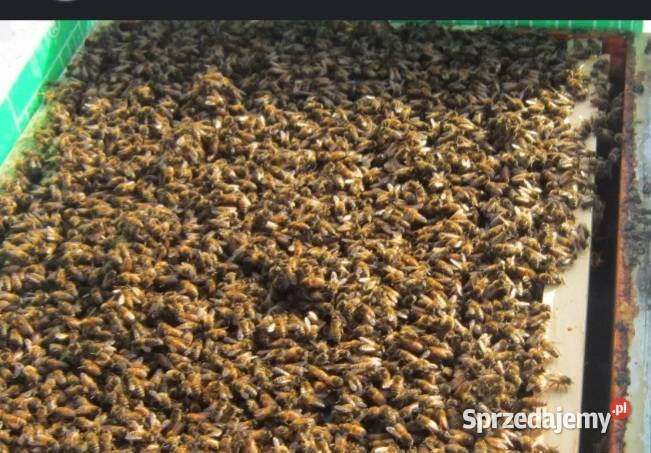 Rodziny pszczele Pozostałe Skawa