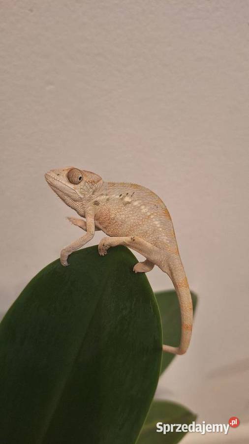 Kameleony lamparcie ambilobe lubelskie