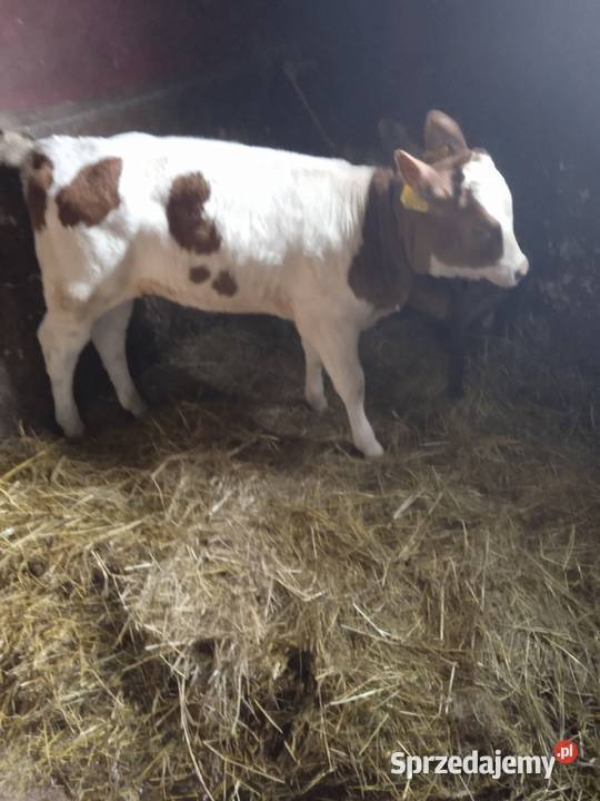 Jałówka RW mięsna Chutcze