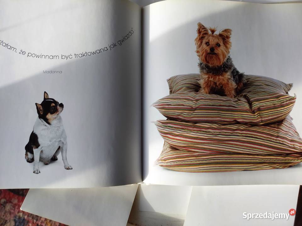 Książka Album Pieski Świat Wrocław