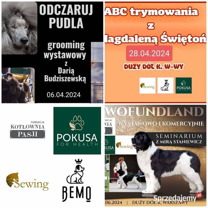 Seminarium groomerów NOWOFUNDLAND Duży Dół