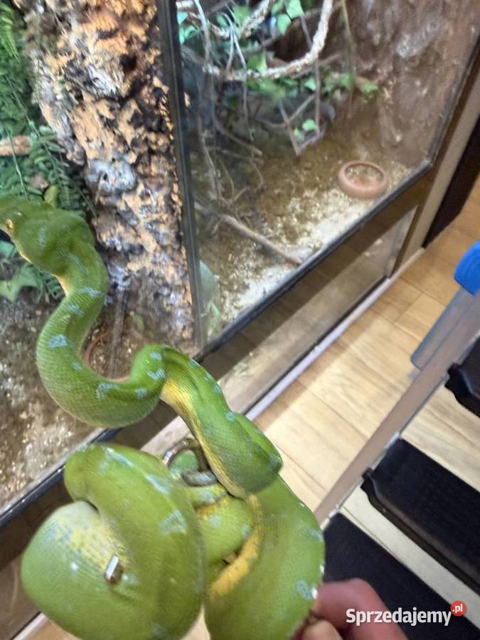 Morelia viridis pyton zielony