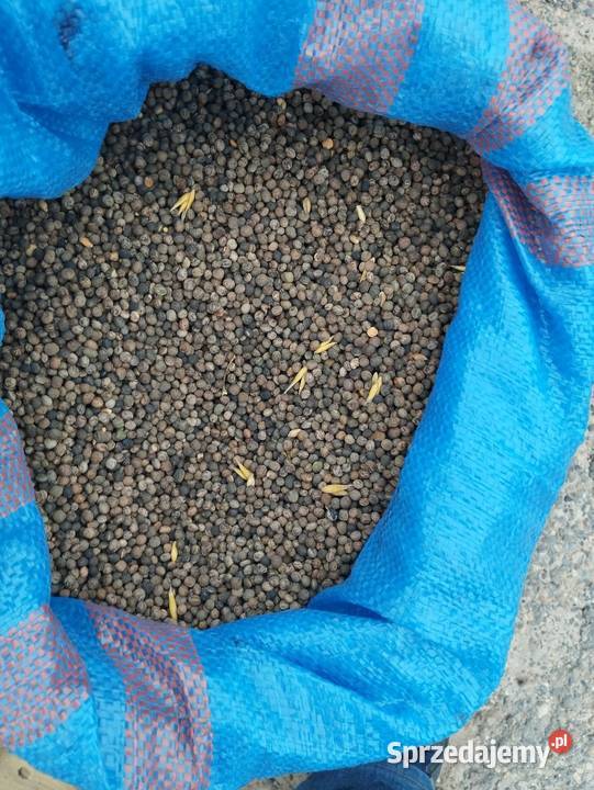 Sprzedam proso groch wykę jara gorczyca Zboża Pawłów
