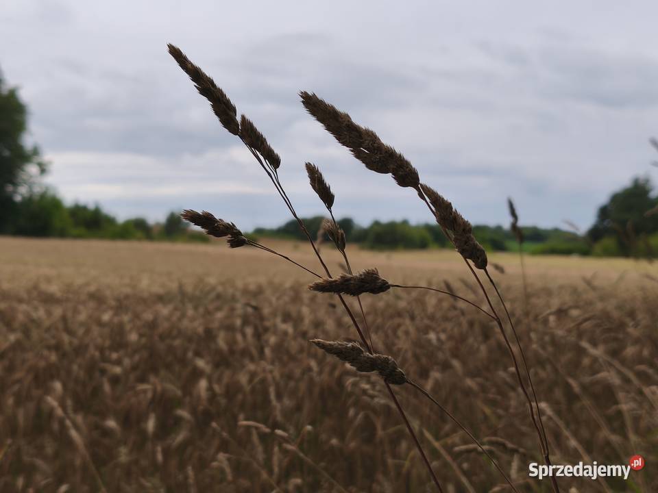 Grunt morza 29000zl rolna Sprzedaż Sławoszyno