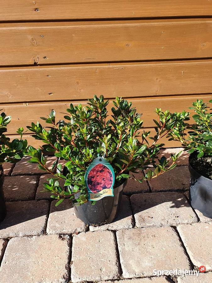 azalia japońska krzewy ozdobne rododendron