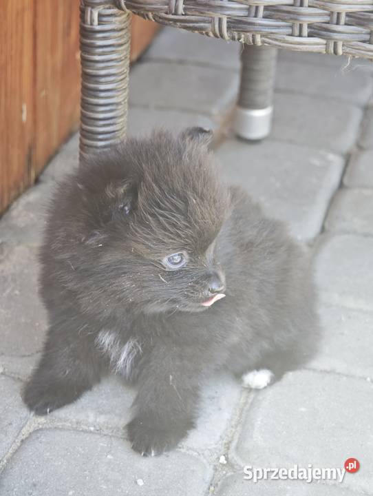 Szpic Miniaturowy Ciechanowiec