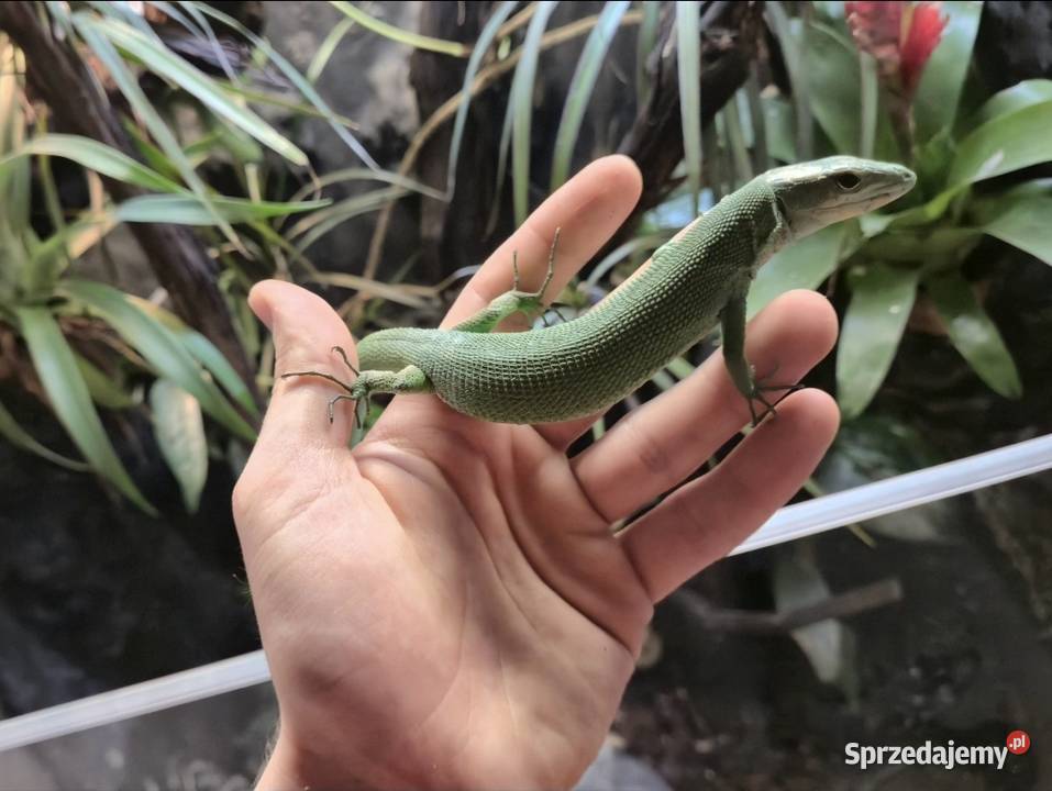 Gastropholis prasina 12 Starachowice