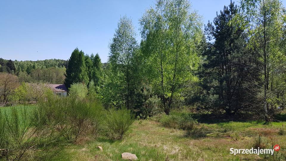 DZIAŁKA budowlana z lasem piękna okolica Taurów